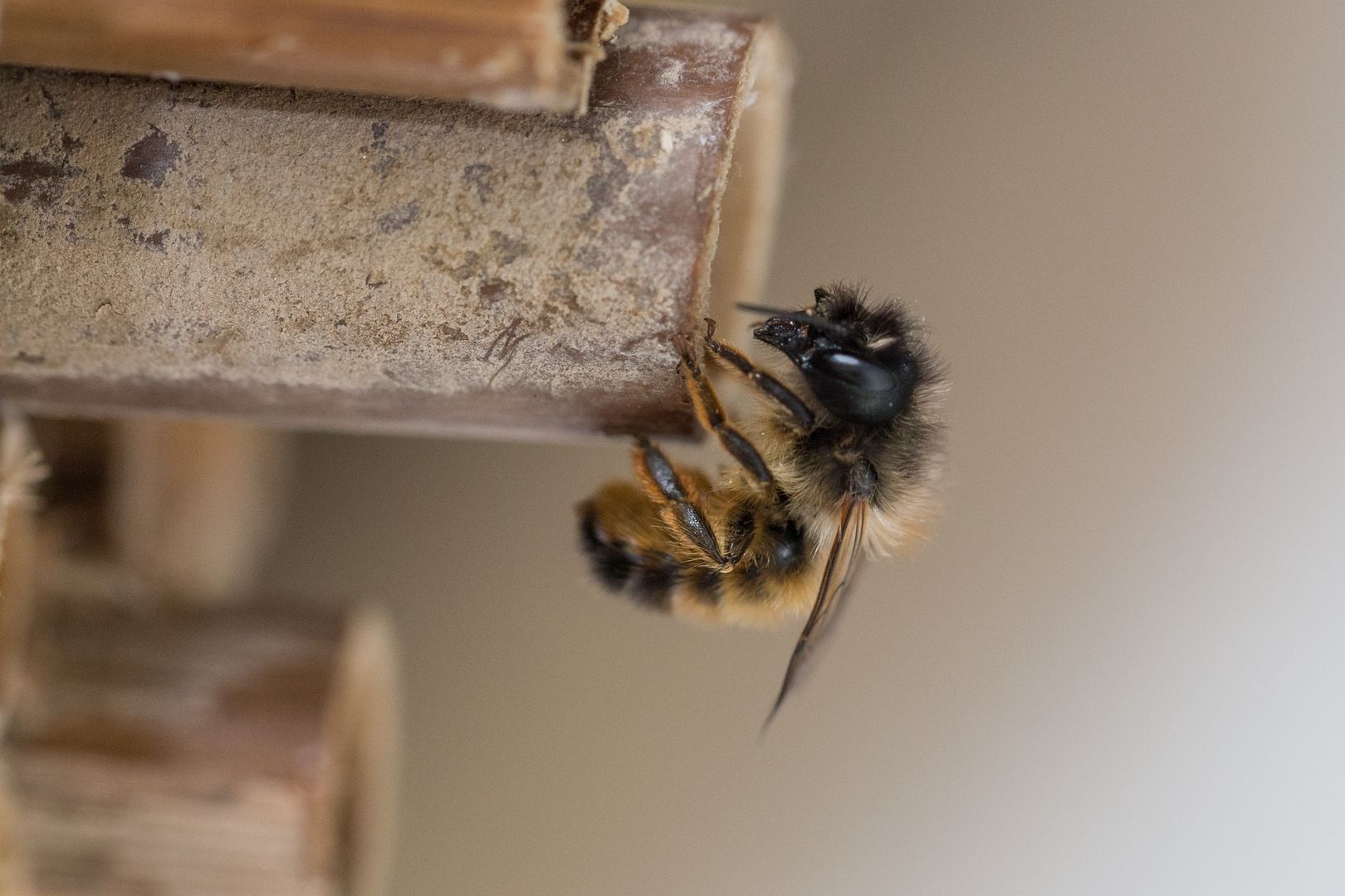 Nisthilfen tragen zum Artenschutz bei und man kann hier das Verhalten der Wildbienen gut beobachten. Foto: Hans Leunig
