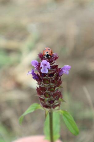 Siebenpunktmarienkäfer (Coccinella septempuctata)