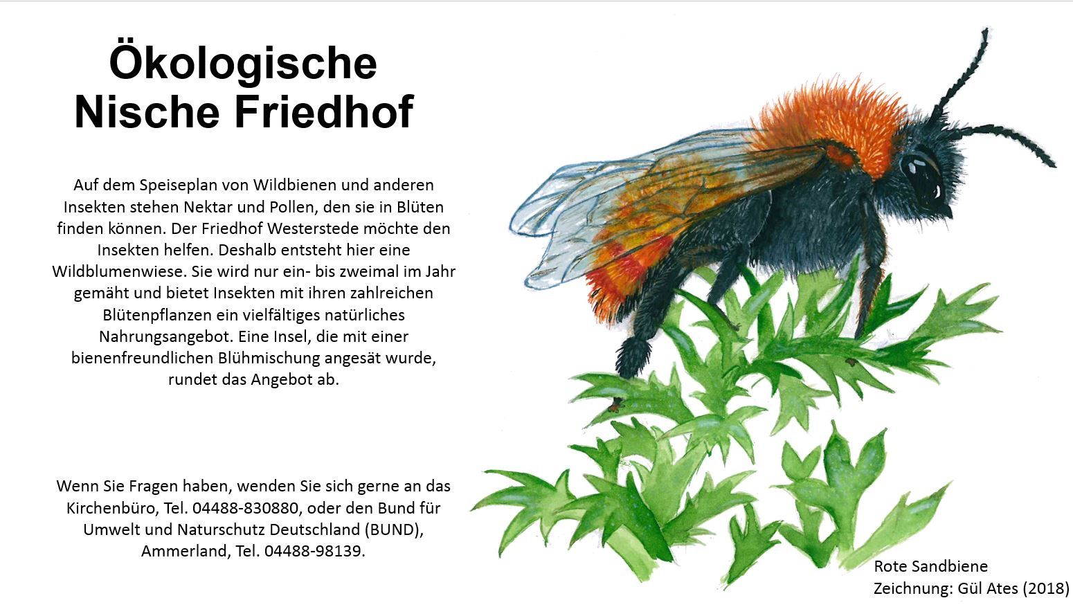 Häufige, verbreitete Arten, die auch im Gelände erkannt werden können, stärken das Identifiaktionsgefühl. Foto: Susanne Grube / BUND Ammerland, Zeichnung: Gül Ates / BUND Niedersachsen