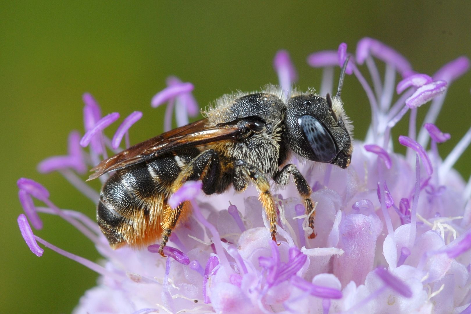 Bedornte Schneckenhausbiene (Osmia spinulosa). Foto: Klaus Kuttig