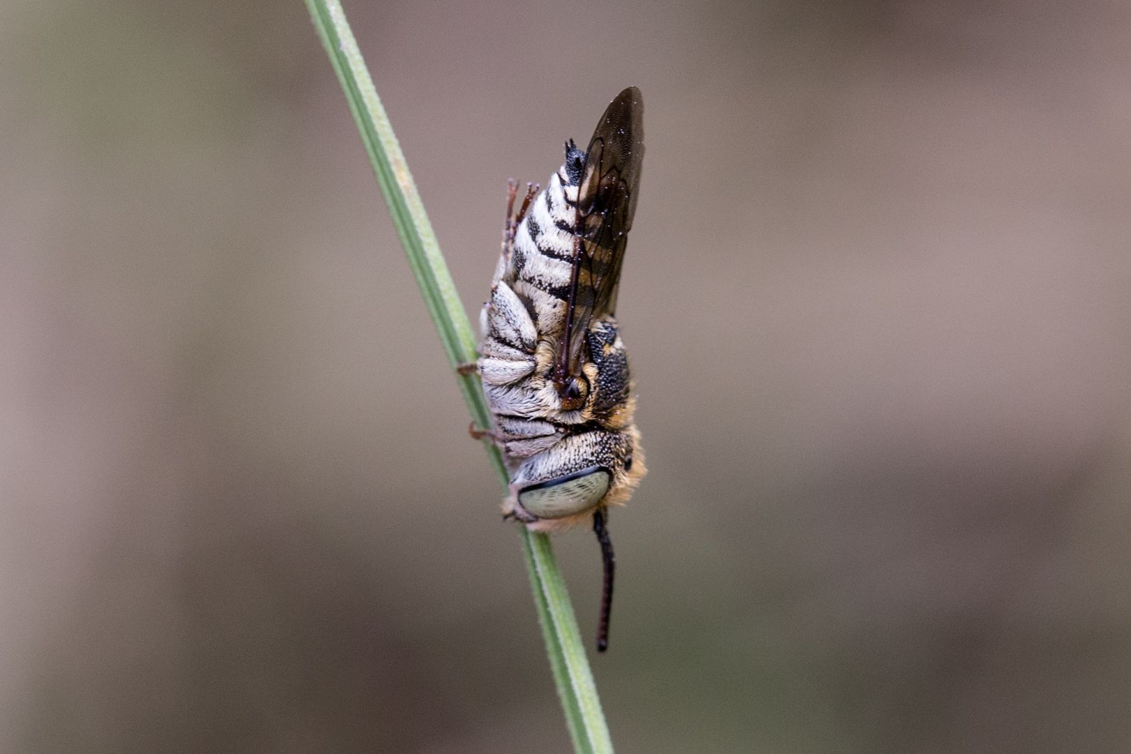 Schuppenhaarige Kegelbiene (Coelioxys afra). Foto Hans Leunig
