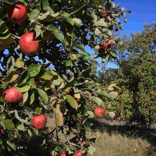 Knackig rote Äpfel auf der Streuobstwiese