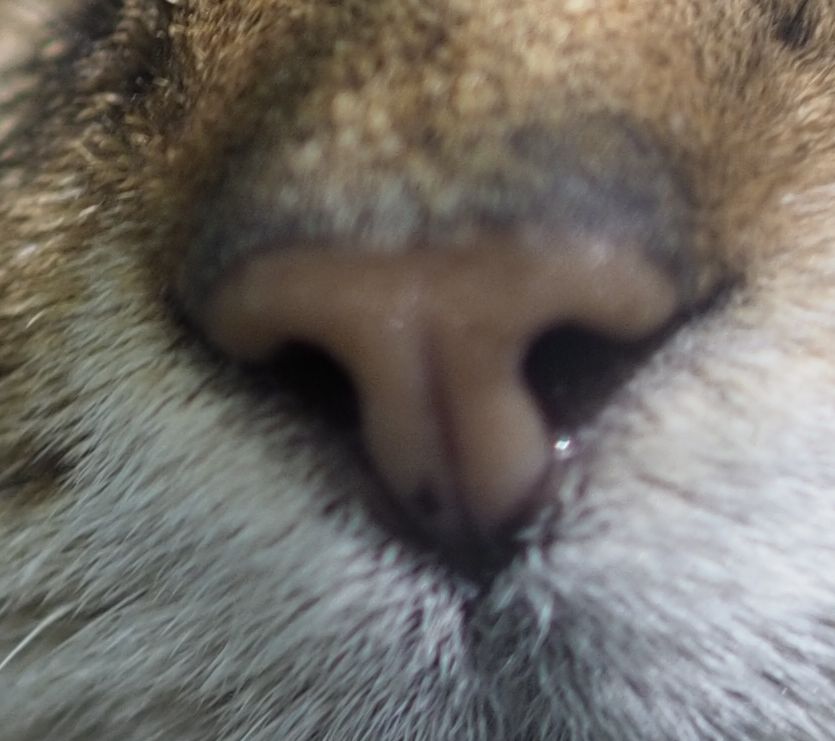 Nase der Wildkatze. Foto: Stefan Eschweiler