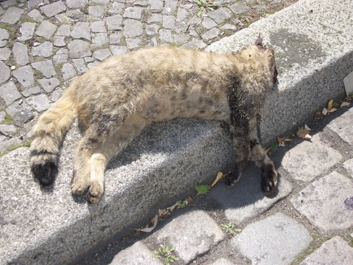 Verkehrsopfer Wildkatze. Foto: BUND
