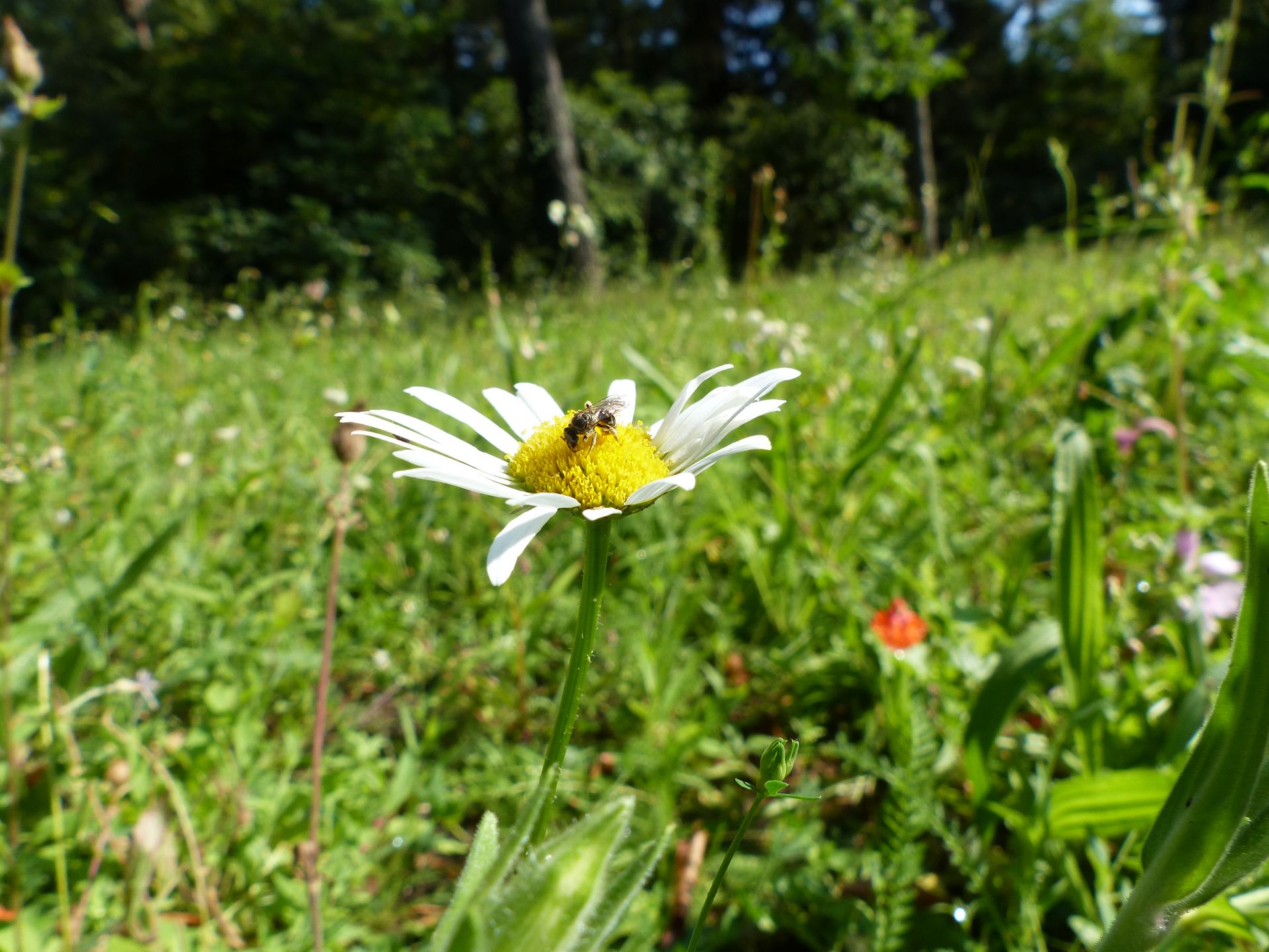 Artenreiche Wildblumenwiesen bieten Wildbienen ein ganzjähriges Blütenangebot. Foto: BUND Niedersachsen