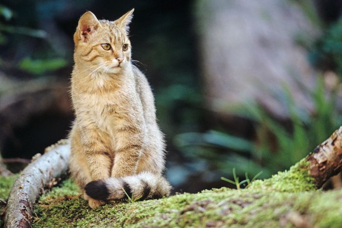 Wildkatze auf einem bemoosten Ast. Foto: Thomas Stephan / BUND