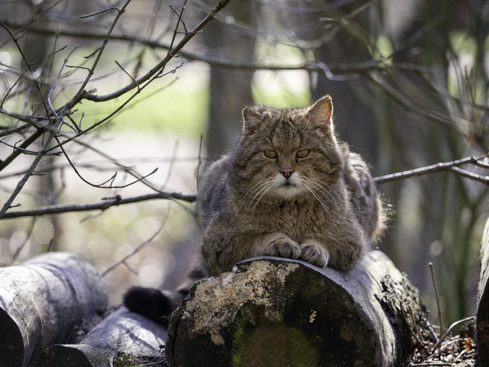 Wildkatze im Wald auf einem Baumstamm. Foto: Stefan Eschweiler