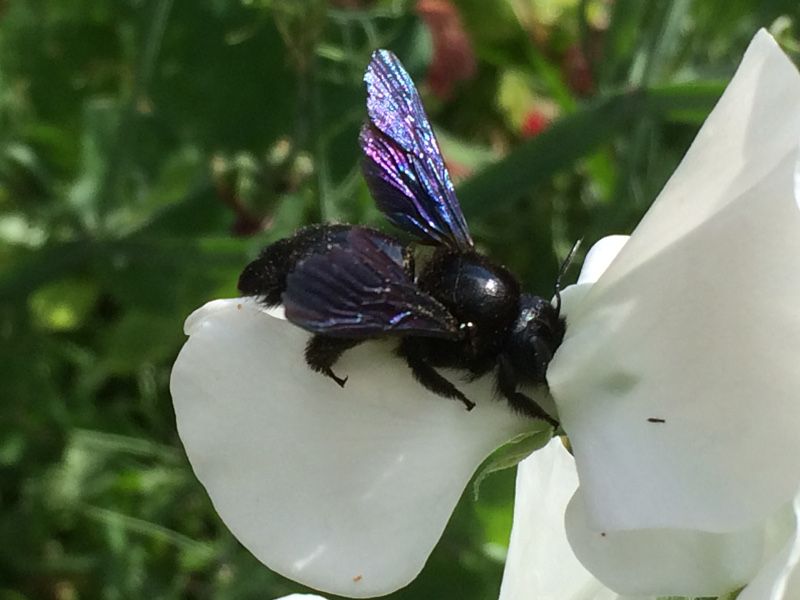 Blauschwarze Holzbiene (Xylocopa violacea) ♀. Foto: BUND Niedersachsen