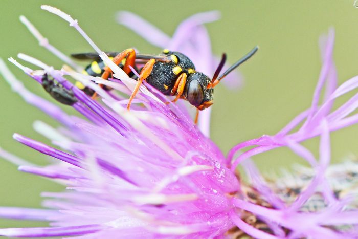 Greiskraut-Wespenbiene (Nomada flavopicta). Foto: Stella Mielke