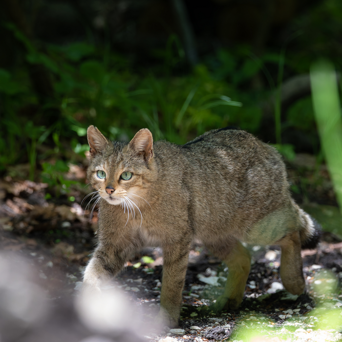 Foto einer Wildkatze im Wald. Foto: Bastian Schmitt