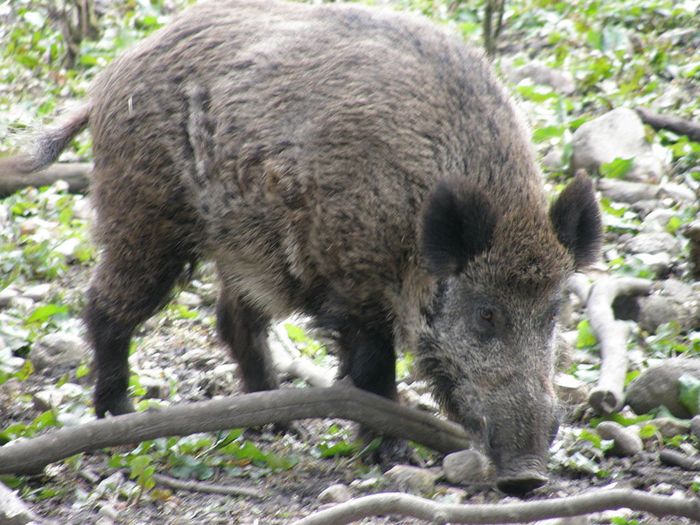 Wildschwein. 