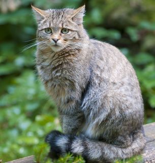 Europäische Wildkatze.