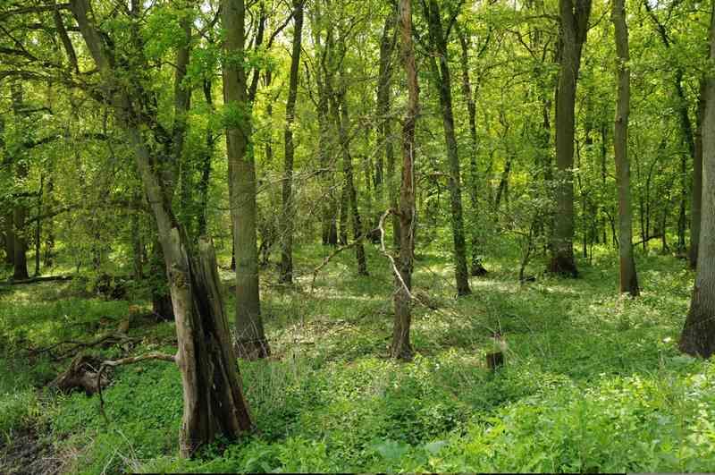 Reich strukturierte Auenwälder. Foto: Trägerverbund Burg Lenzen (Elbe) e.V.