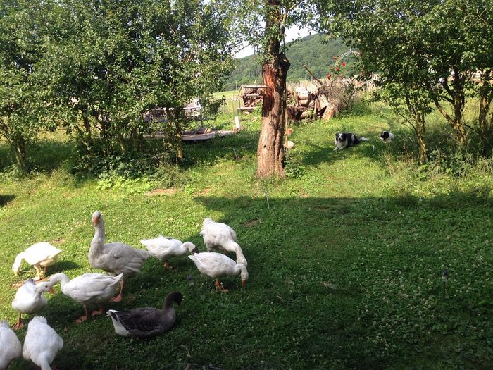 Streuobstwiese in Waake-Bösinghausen im Raum Göttingen. Foto: Zoe Scho
