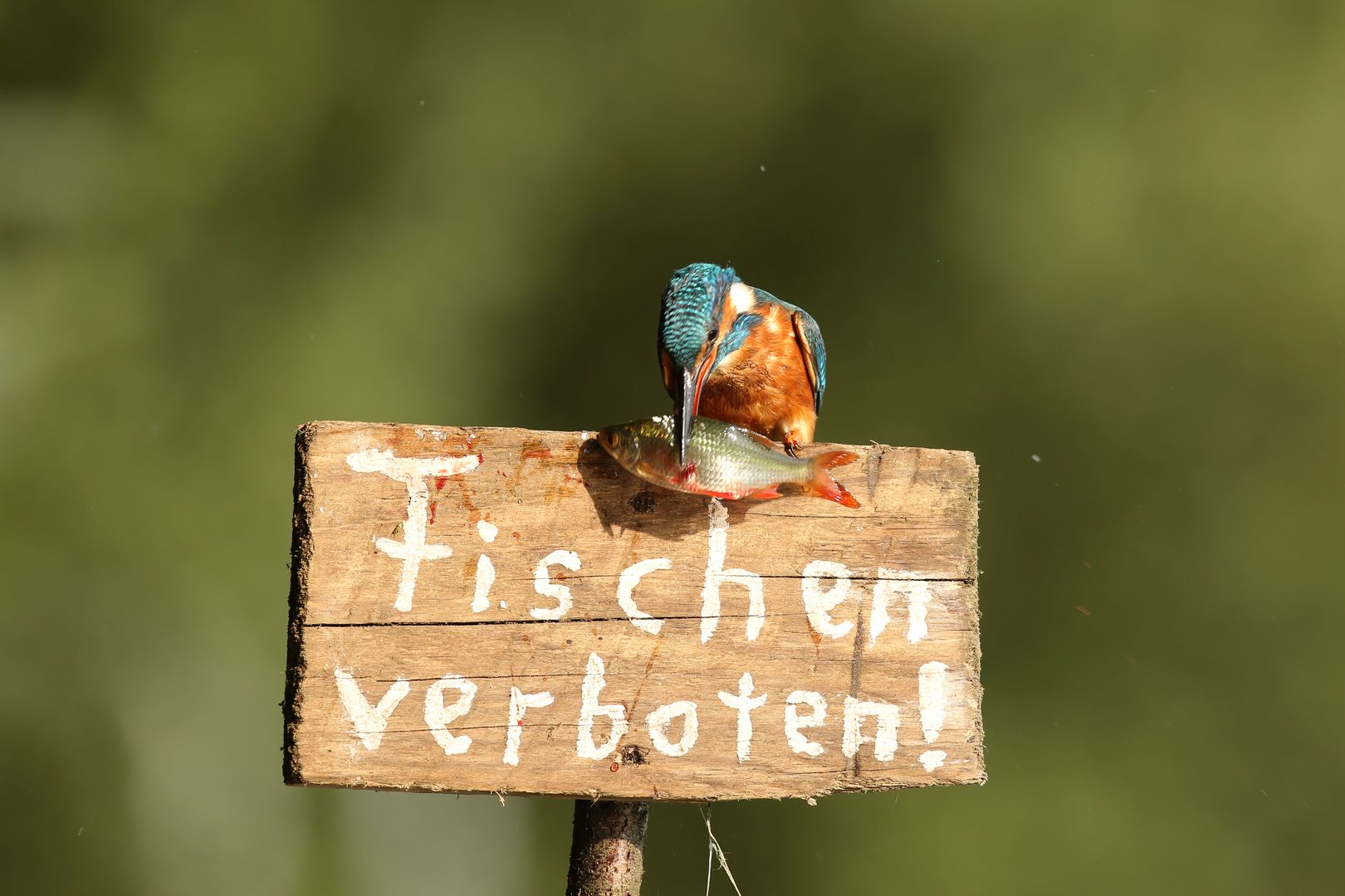 Eisvogel. Foto: Folkert Christoffers