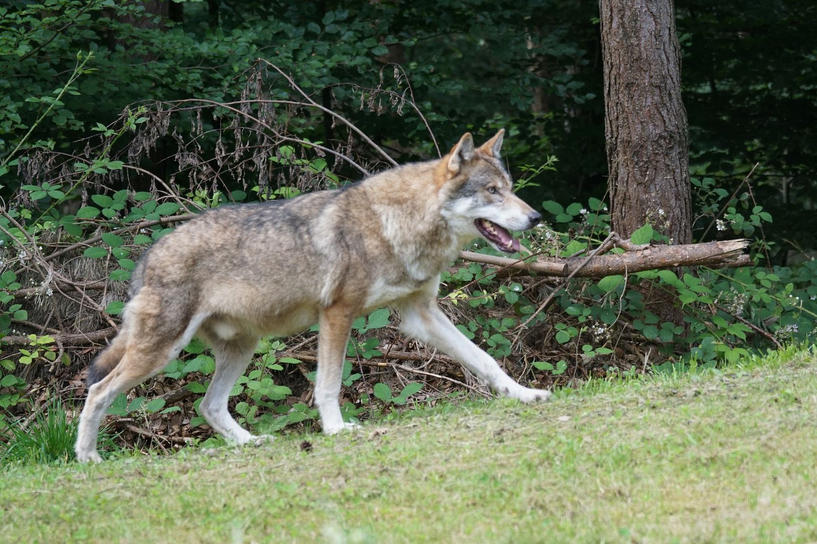 Wolf. Foto: Marcel Langthim