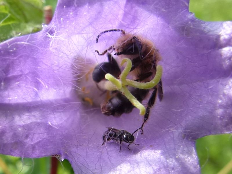 Glockenblumen-Sägehornbiene (Melitta haemorrhoidalis) ♂ im Hintergrund. Vorne Kurzfransige Scherenbiene (Osmia campanularum) ♂. Foto: Jakob Grabow-Klucken