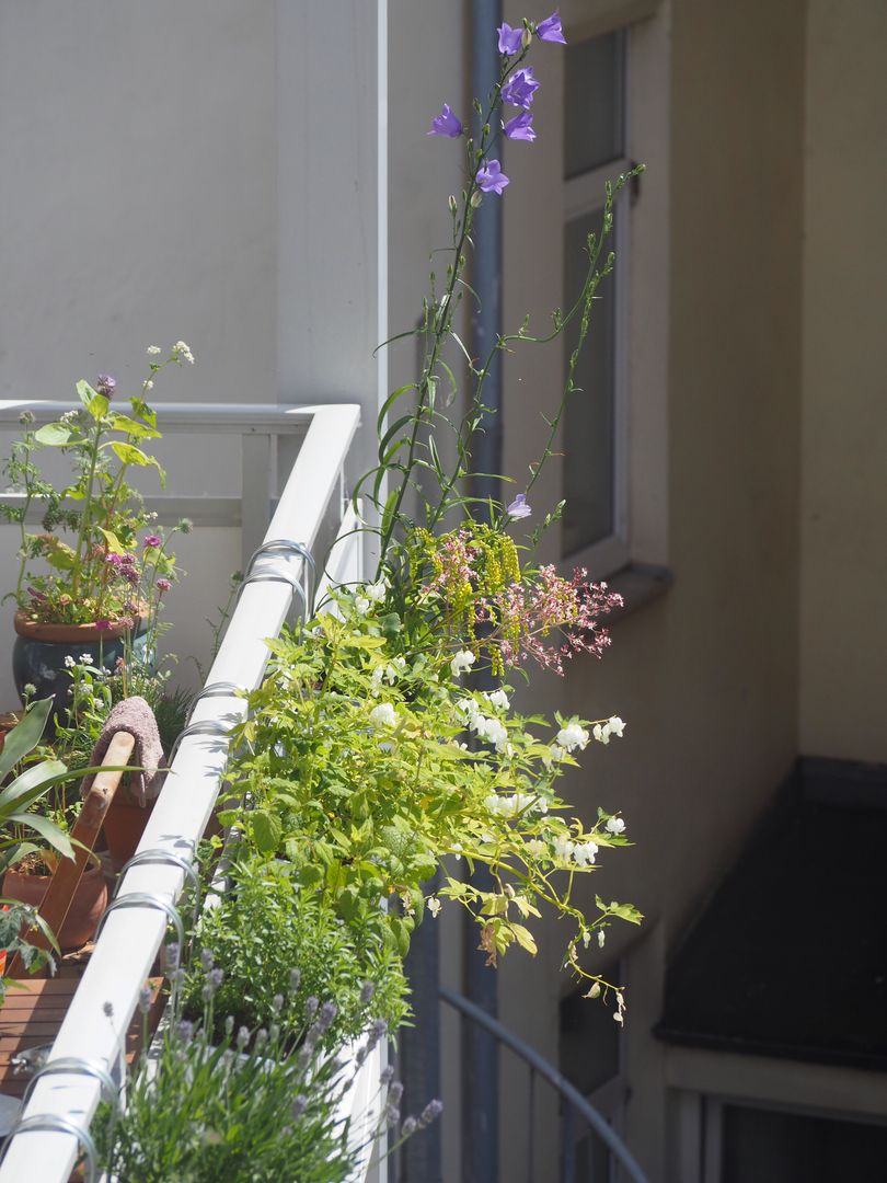 Balkon mit bienenfreundlichen Pflanzen. Foto: Luisa Stemmler