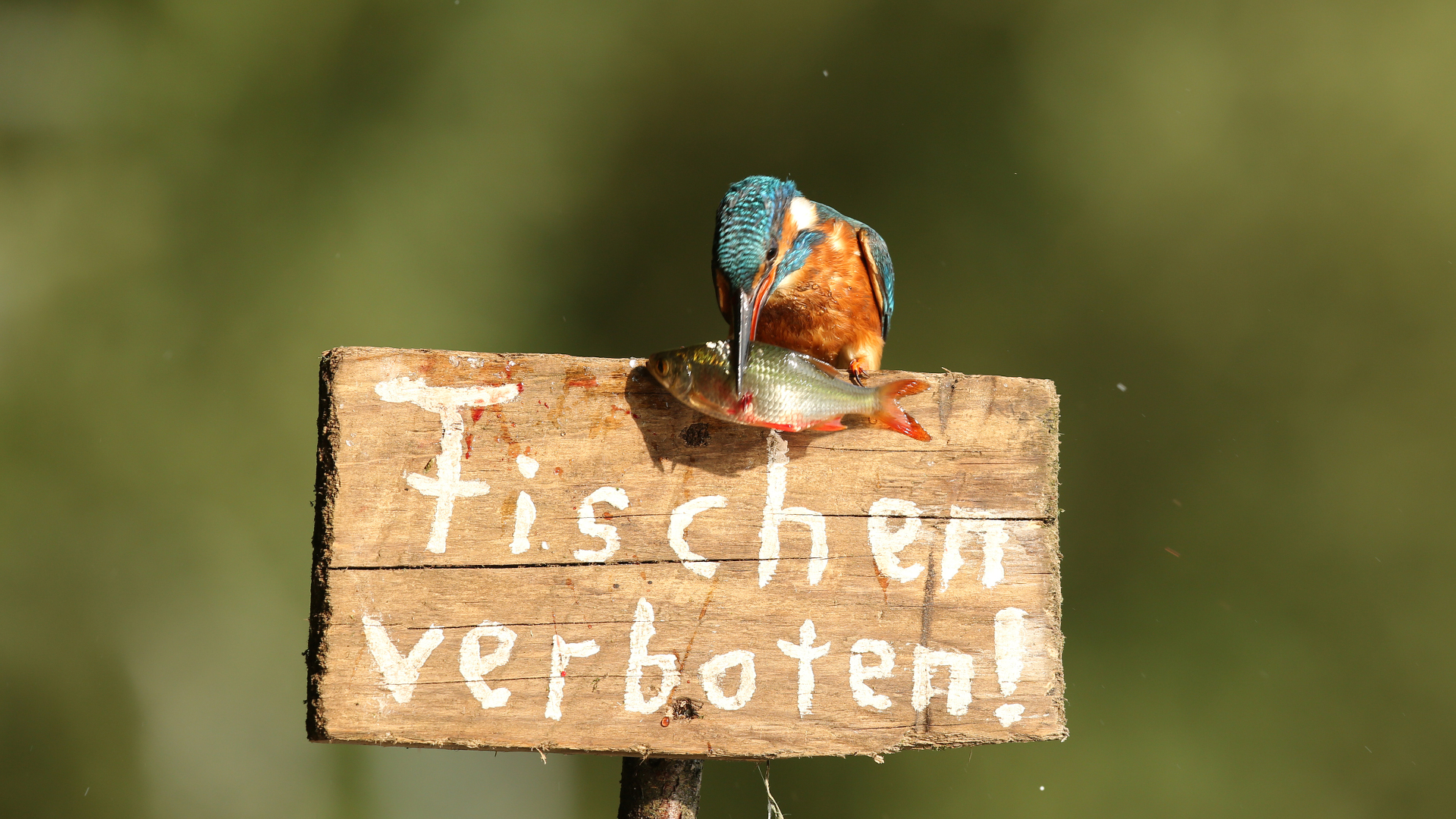 Eisvogel. Foto: Folkert Christoffers