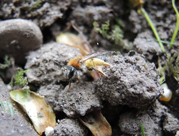 Im Boden nistende Wildbiene. Foto: Jana Sieverling