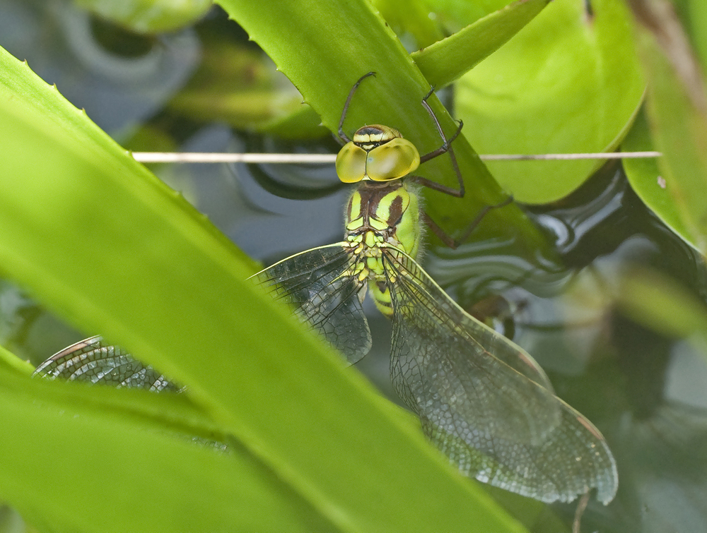 Weibchen der Grünen Mosaikjungfer bei der Eiablage an Krebsschere. Foto: Stephan Geschke