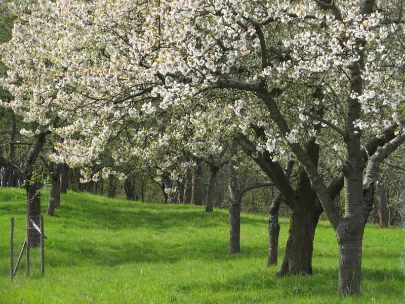 Blühende Bäume auf einer Streuobstwiese. Foto: Klaus Mayhack