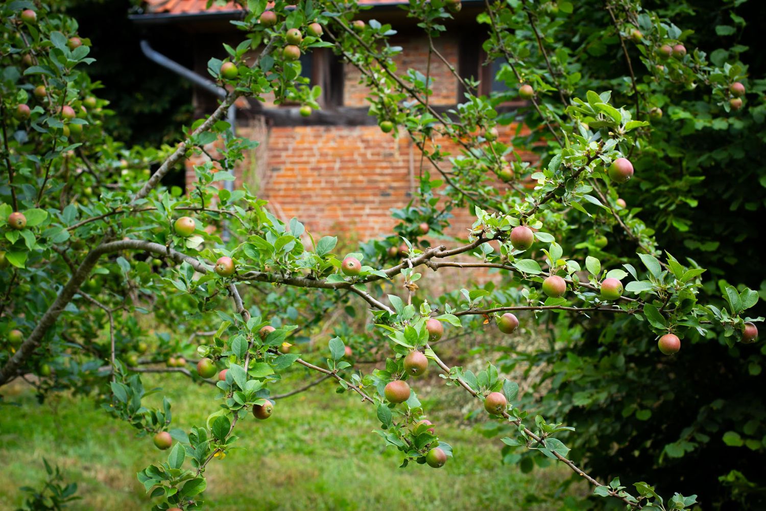 Apfelbaum vor alter Stallung auf der Streuobstwiese. Foto: Katja Mathan
