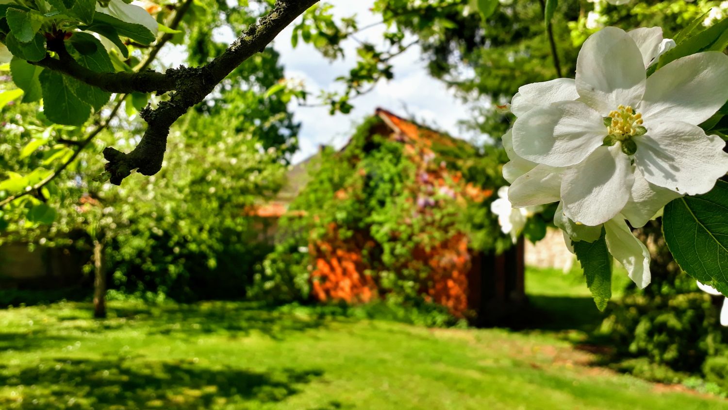 Apfelblüte im Äbtissinnengarten mit altem Backsteinhaus im Hintergrund. Foto: Sonja Rieck