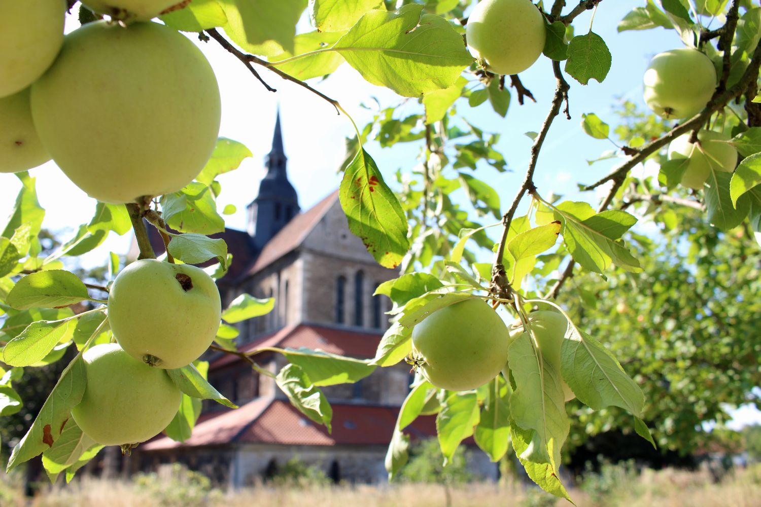 Äpfel sowie die Kirche des Klosters Riddagshausen. Foto: Antje Kohlstedde