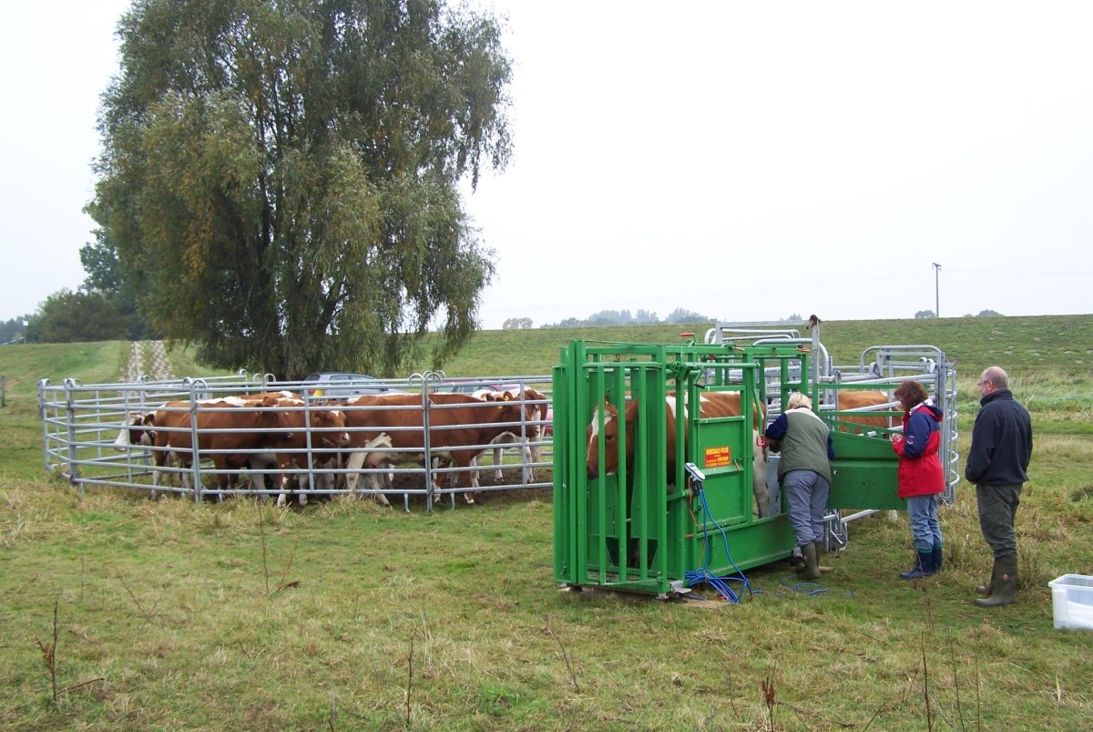 Herbstuntersuchung der Rinder. Foto: Jürgen Beisiegel