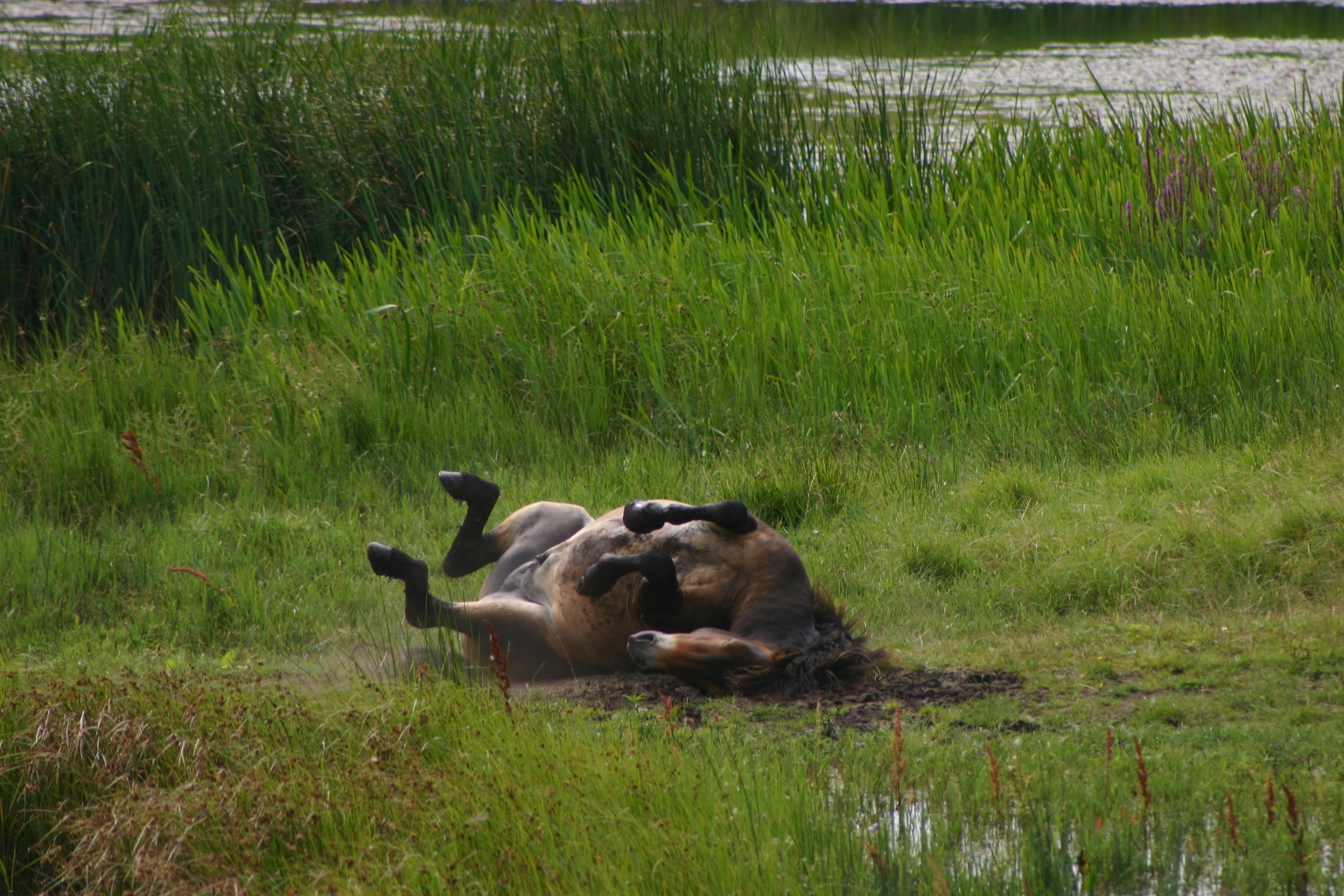Das Wälzen auf dem Boden ist ein natürliches Verhalten des Hautschutzes beim Pferd. Foto: BUND