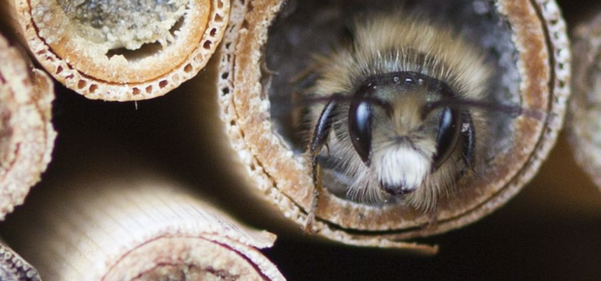 Osmia bicornis Männliche Rote Mauerbiene