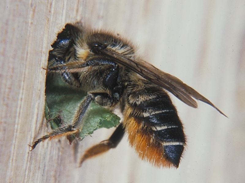 Blattschneiderbiene (Megachile spec.) ♀. Foto: Volker Fockenberg