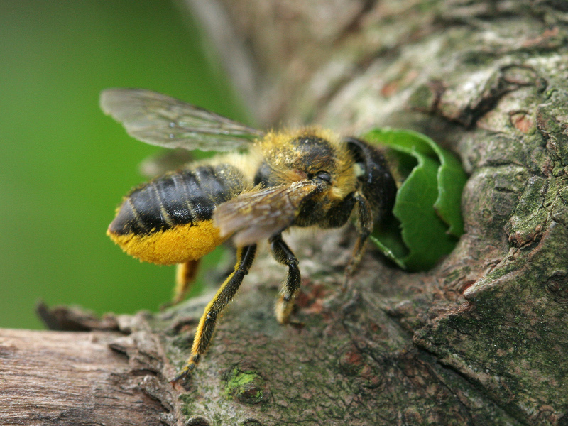 Garten-Blattschneiderbiene (Megachile willughbiella) ♀. Foto: Volker Fockenberg