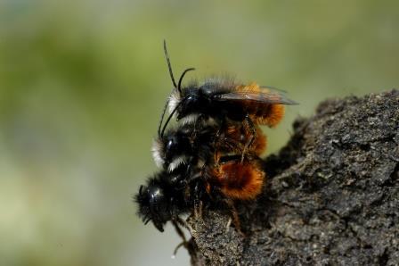 Gehörnte Mauerbienen (Osmia cornuta) ♀♂♂ bei der Paarung. Foto: Otto Boecking