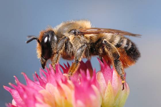Garten-Blattschneiderbiene (Megachile willughbiella) ♀. Foto: Klaus Kuttig
