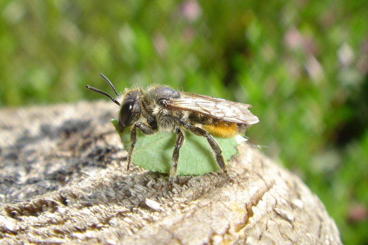 Bunte Blattschneiderbiene (Megachile versicolor) ♀. Foto: Klaus Kuttig