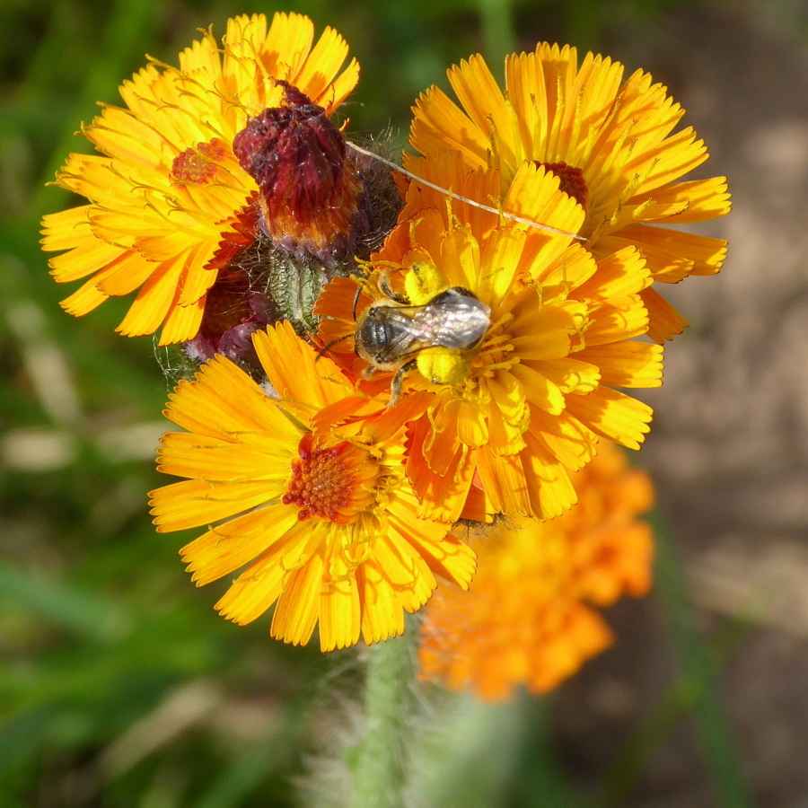 Wildbiene auf gelber Blüte