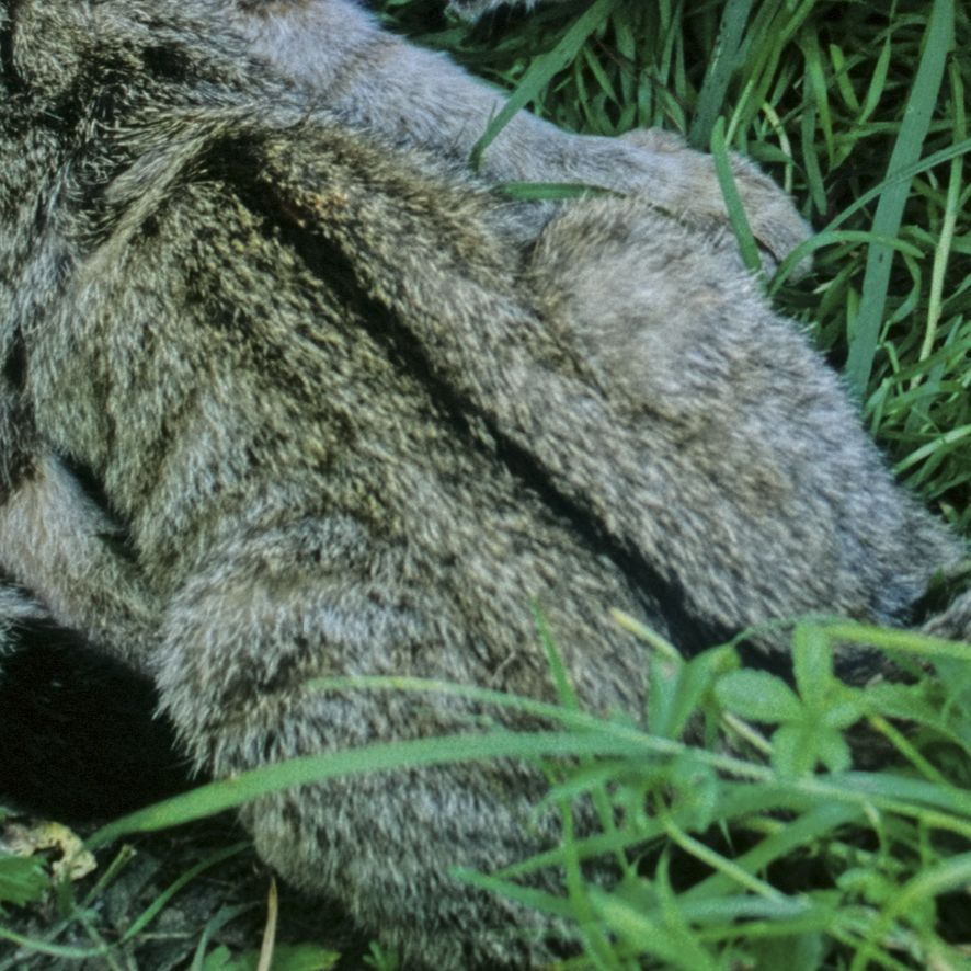 Aalstrich in der Rückenfellzeichnung der Wildkatze. Foto: Thomas Stephan