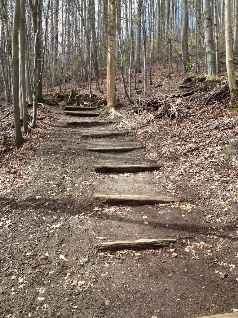 Die Treppe zum WILDKATZEN-Walderlebnis. Foto: BUND