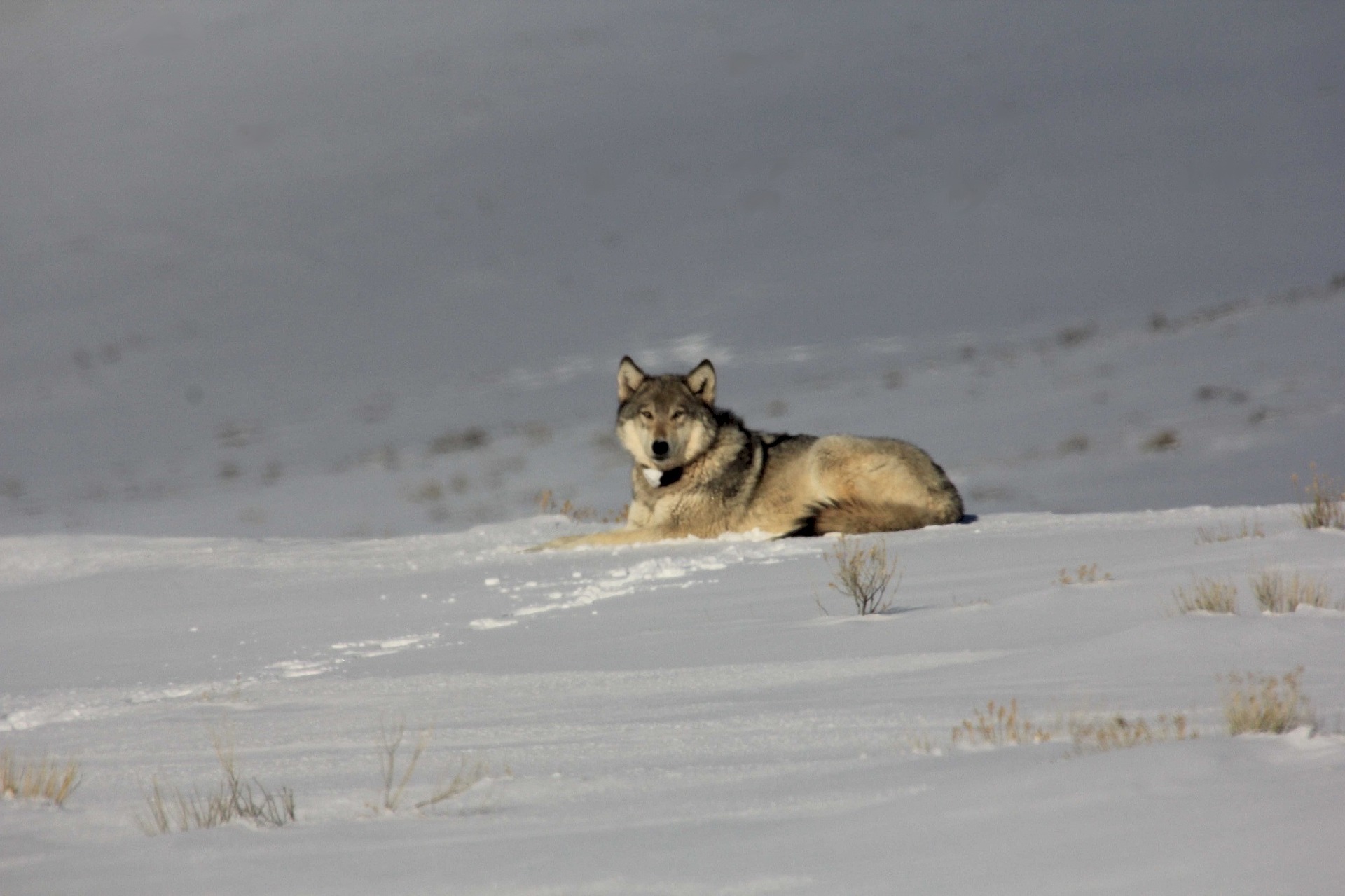Wolf im Schnee. Foto: skeeze